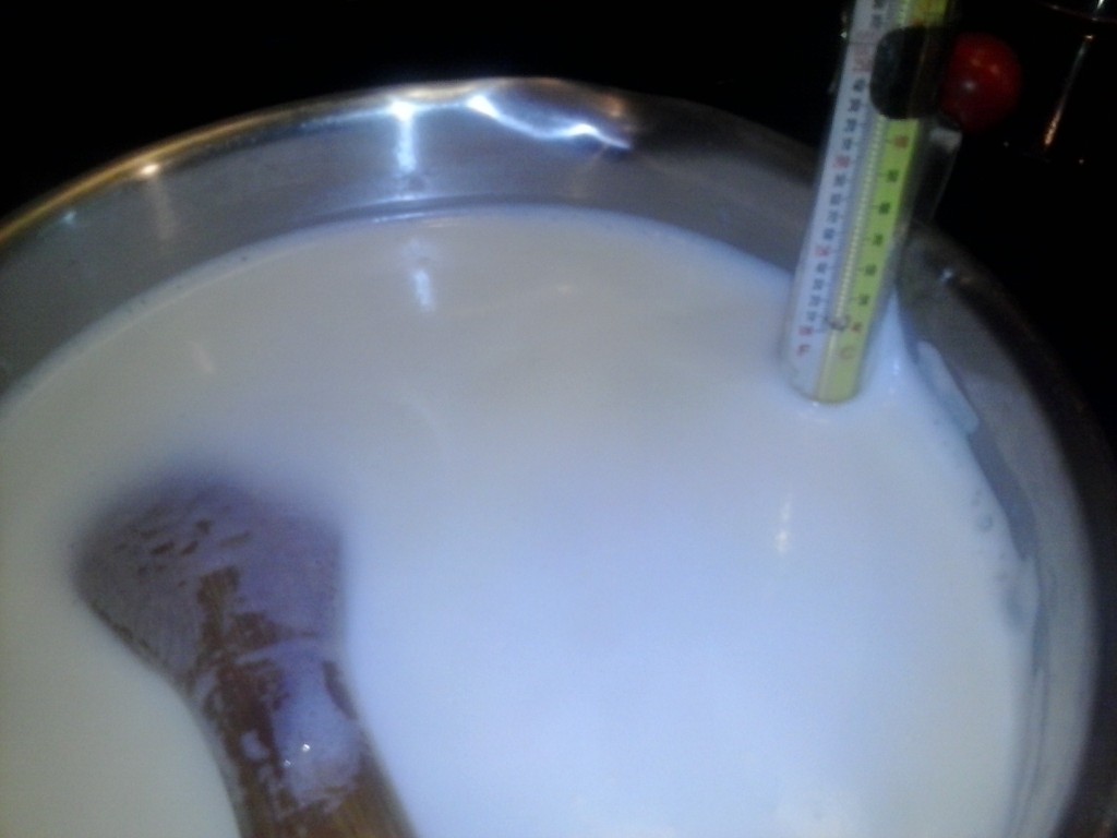 scalded milk
