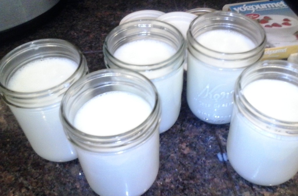 yogurt in pint jars